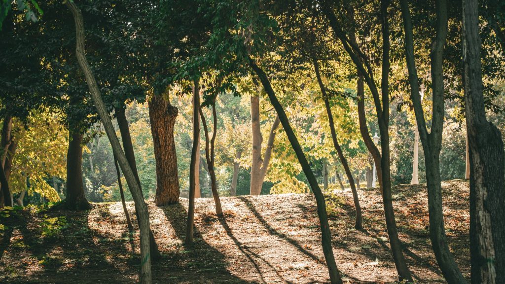 Trees casting long shadows across a leaf-covered woodland floor, a shady spot for a day hike break