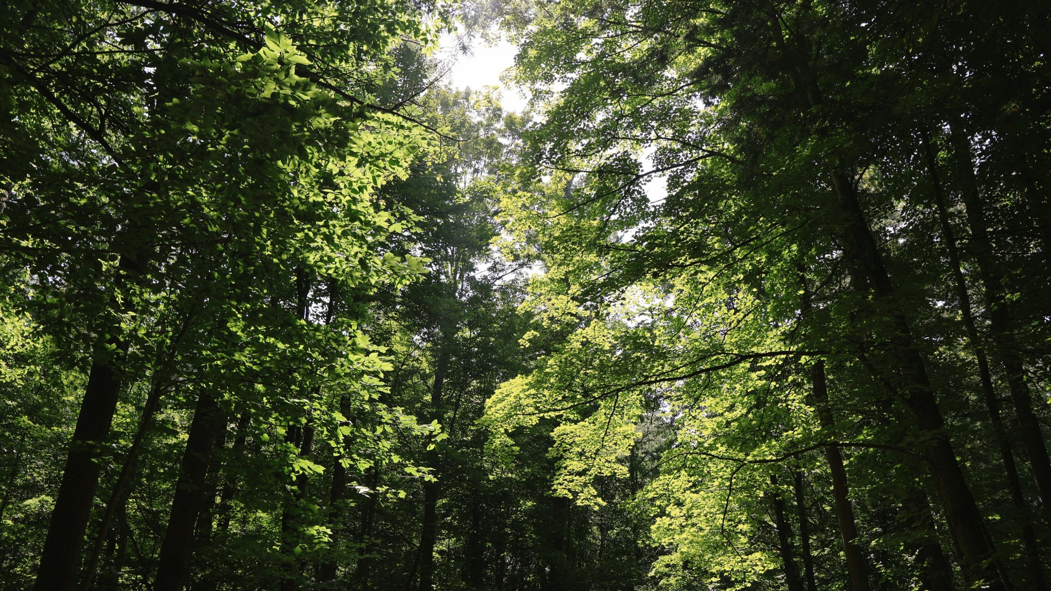 Sunlight filtering through tall green trees on a woodland day hike